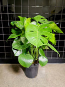 Monstera Deliciosa (Swiss Cheese) Plant