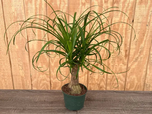 palm ponytail stump 6in Palm Ponytail Stump