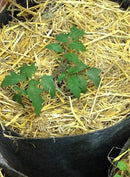BuildASoil Certified Organic Straw Mulch