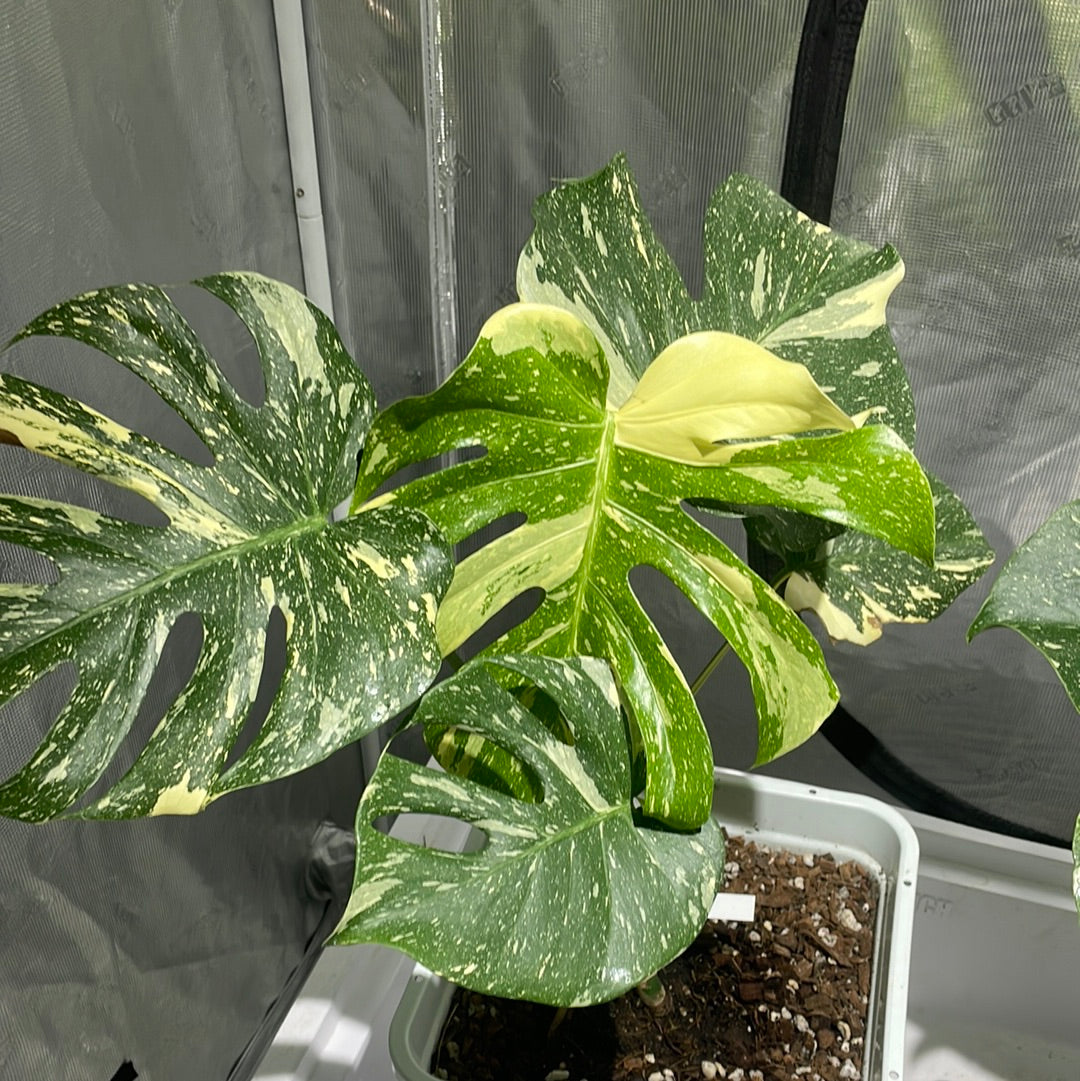 monstera deliciosa variegated thai constellation 14" Monstera Deli Thai Constellation