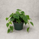 Philodendron Plant Cordatum (6 Inch Pot)