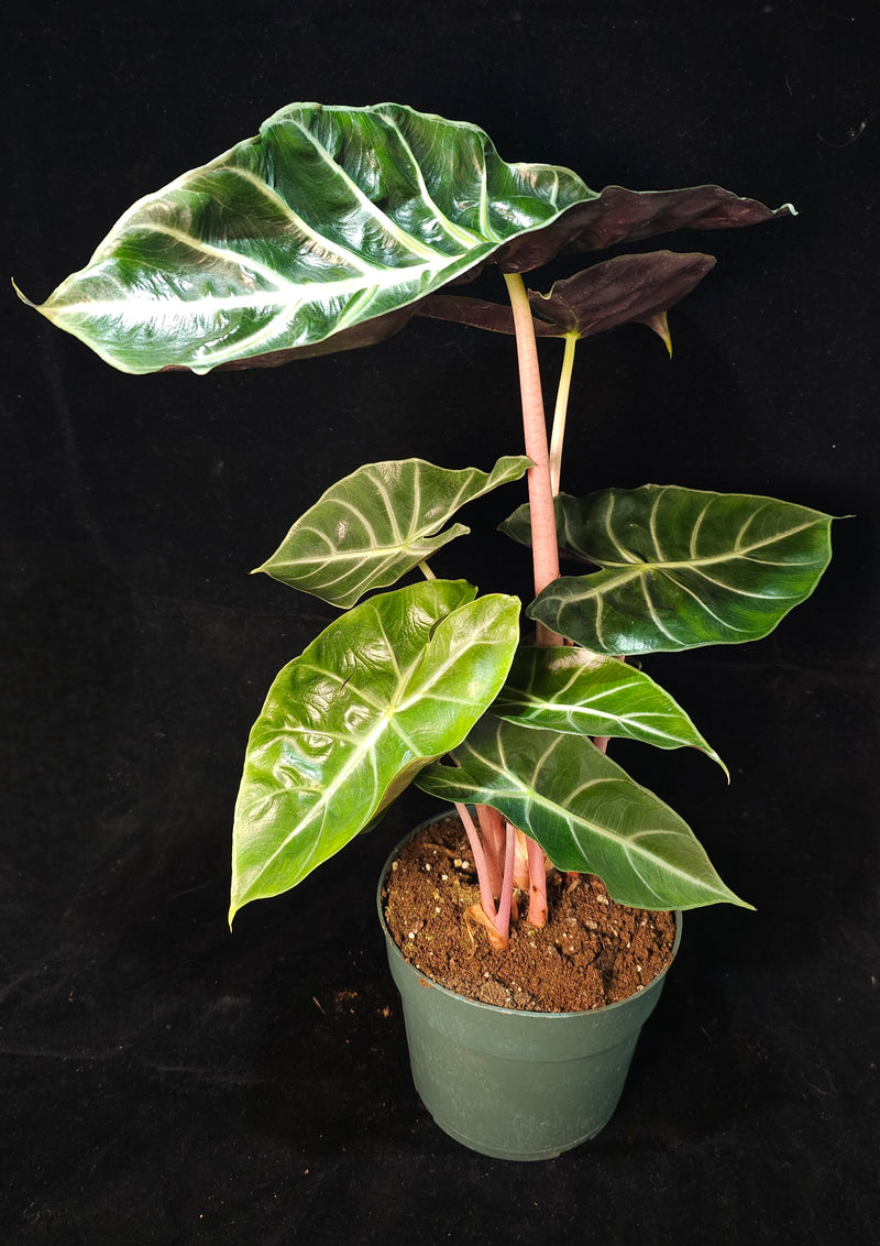 Alocasia Assorted Plant