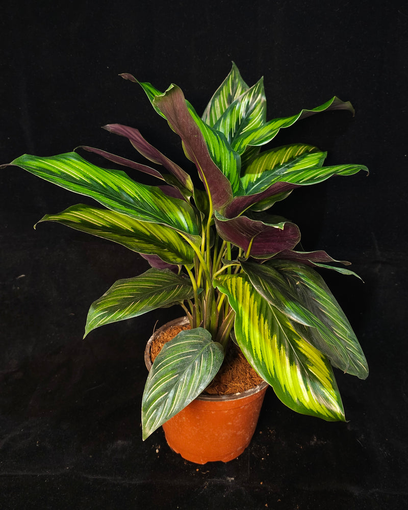 Calathea Assorted Plant