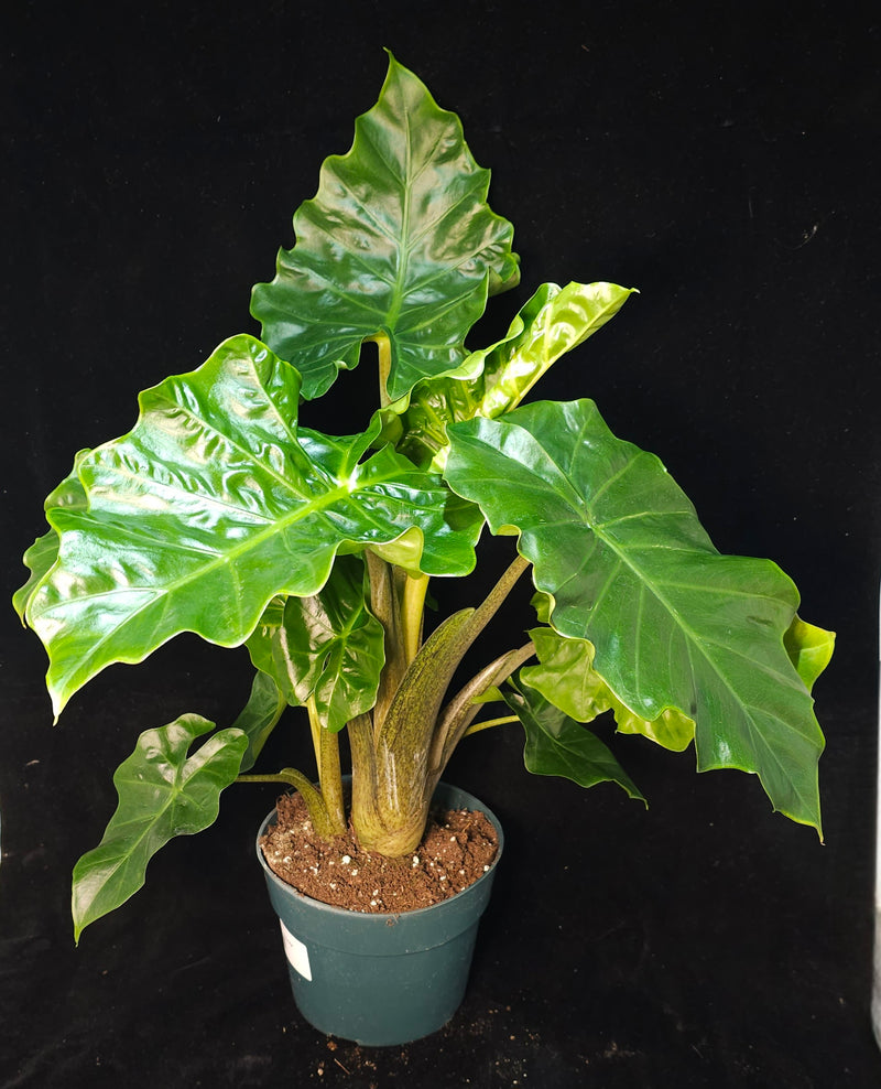 Alocasia Assorted Plant