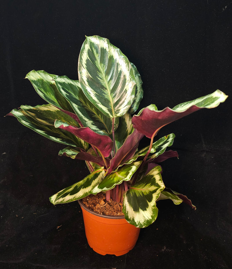 Calathea Assorted Plant