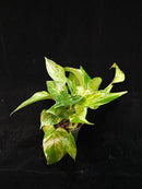 marble pothos