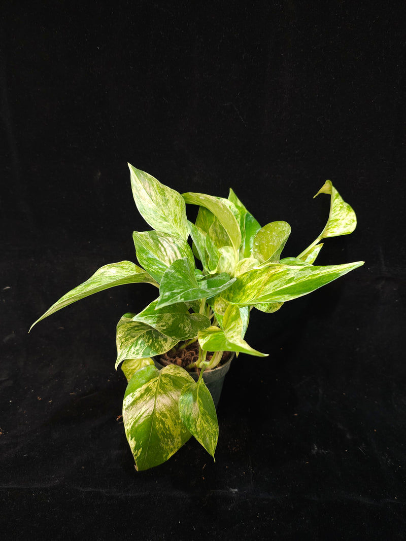 Pothos Marble Queen Plant