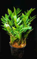 Zamio Zamioculcas ZZ Plant