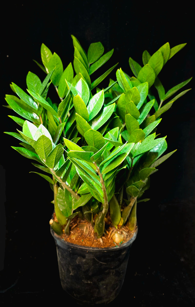 hydroponic zz plant Zamio Zamioculcas ZZ Plant