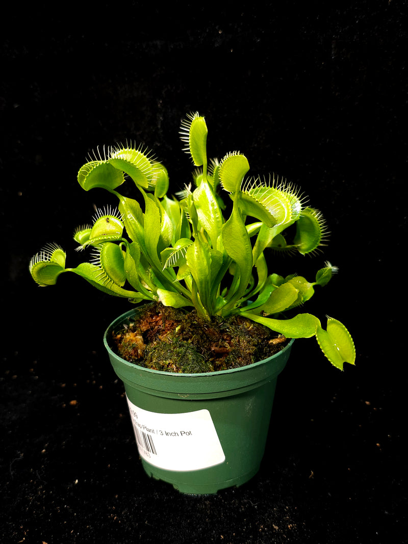 Carnivorous Venus Fly Trap Plant