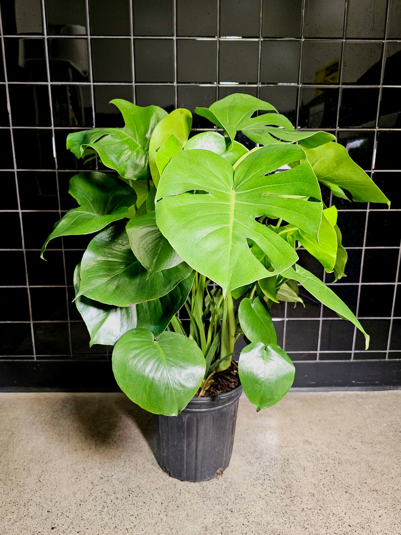 Monstera Deliciosa (Swiss Cheese) Plant