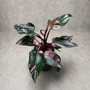 Philodendron Pink Princess (6 Inch Pot)