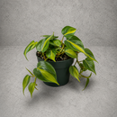Philodendron Plant Brasil (6 Inch Pot)