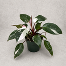 Philodendron White Princess