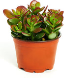 Jade Succulent Plant