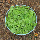 Seeds - Sow True Seed