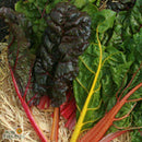 Seeds - Sow True Seed