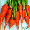 Seeds - Sow True Seed