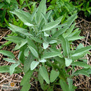 Seeds - Sow True Seed