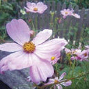 Seeds - Sow True Seed