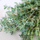 Seeds - Sow True Seed