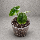Alocasia Azlanii pink variegated starter in a clear nursery cup against a gray textured backdrop