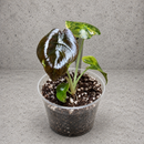 Alocasia Cuprea Latte variegated starter in a clear nursery cup against a gray textured backdrop