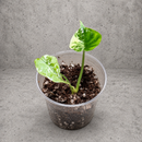 Alocasia Dragon Scale Albo variegated starter in a clear nursery cup against a gray textured backdrop