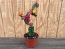 cactus grated speciman