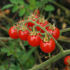 Seeds - Sow True Seed