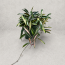 Hoya Premium Wayetti