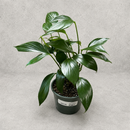 Rhaphidophora Decursiva Dragon Tail 6 inch