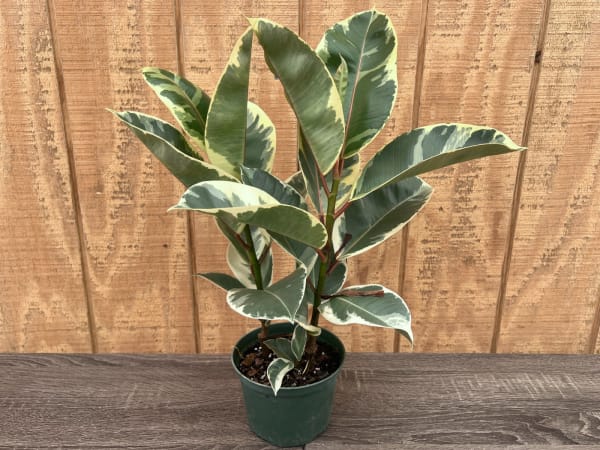 Potted plant on a wooden surface with a wooden fence background