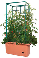Tall green trellis with tomato plants growing inside a terracotta planter on a white background