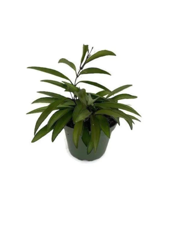 hoya wayetti premium