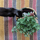 Seeds - Sow True Seed