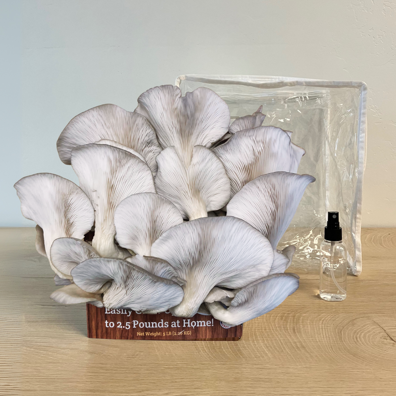 mushroom grow tent kit 3 Pack - Premium Lion's Mane, Pink, and Blue Oyster Mushroom Growing Kit