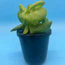 Kratky Method Hydroponic Planter
