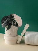 black velvet alocasia albo tissue cutlure variegated