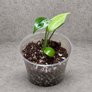 Monstera Bulbasaur starter in a clear nursery cup against a gray textured backdrop