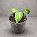 Monstera Electrolyte starter in a clear nursery cup against a gray textured backdrop