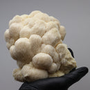 Lion's Mane Mushroom Grow Kit