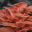 Pink Oyster Mushroom Grow Kit