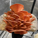 Pink Oyster Mushroom Grow Kit