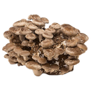 Shiitake Mushroom Grow Kit