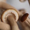 Pioppino Mushroom Liquid Culture Syringe