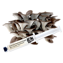 Blue Oyster Mushroom Liquid Culture Syringe