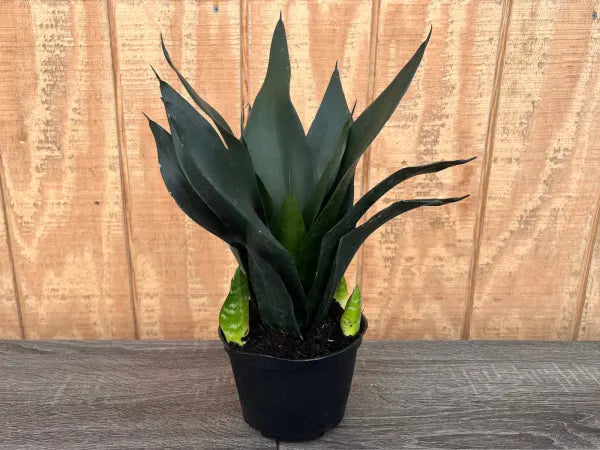 sanseviera black dragon