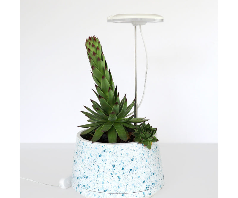 succulent plant light SunBlaster Halo 360 LED Plant Light, w/ USB Adaptor and Timer