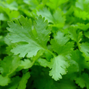 Seeds - Sow True Seed